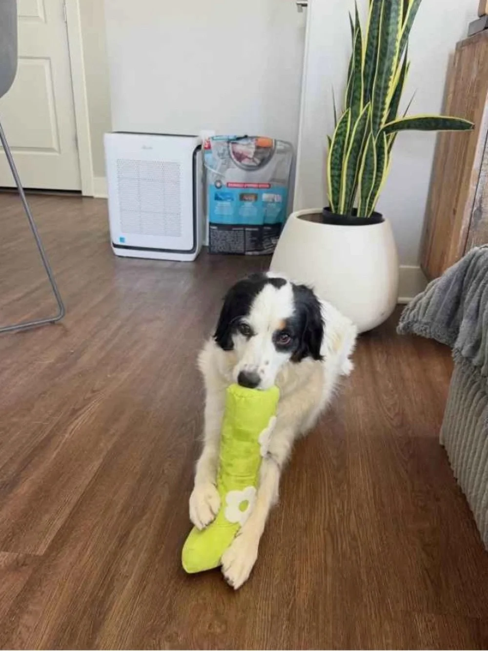 Hooray House Dog Plush Green GoGo Boot and Corgi toy
